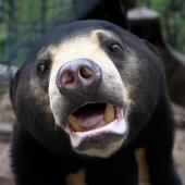 Bear Sanctuary Volunteer Project, Cambodia