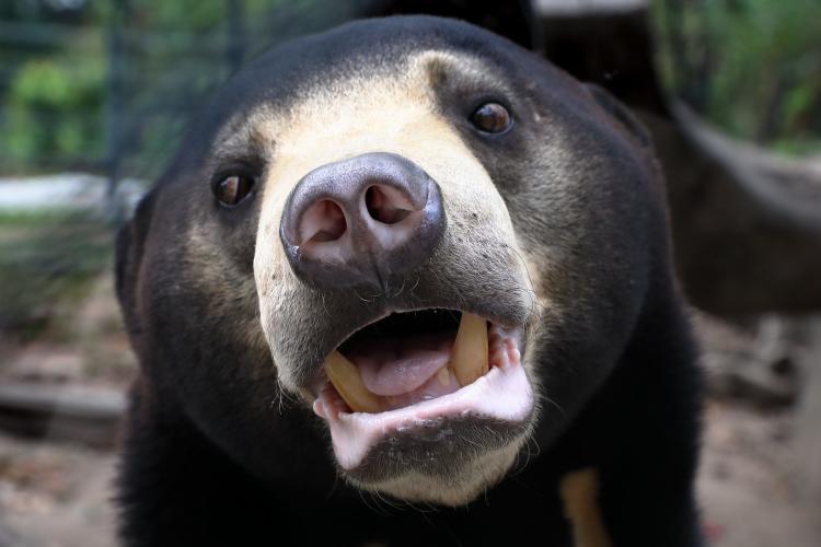Sun bear up close
