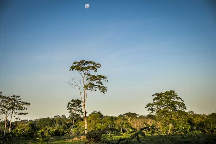 Peruvian horizon in the forest