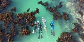 Divers swimming through kelp as seen from above