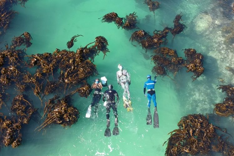Divers swimming through kelp as seen from above