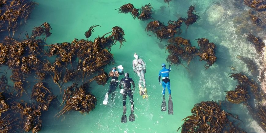 Divers swimming through kelp as seen from above