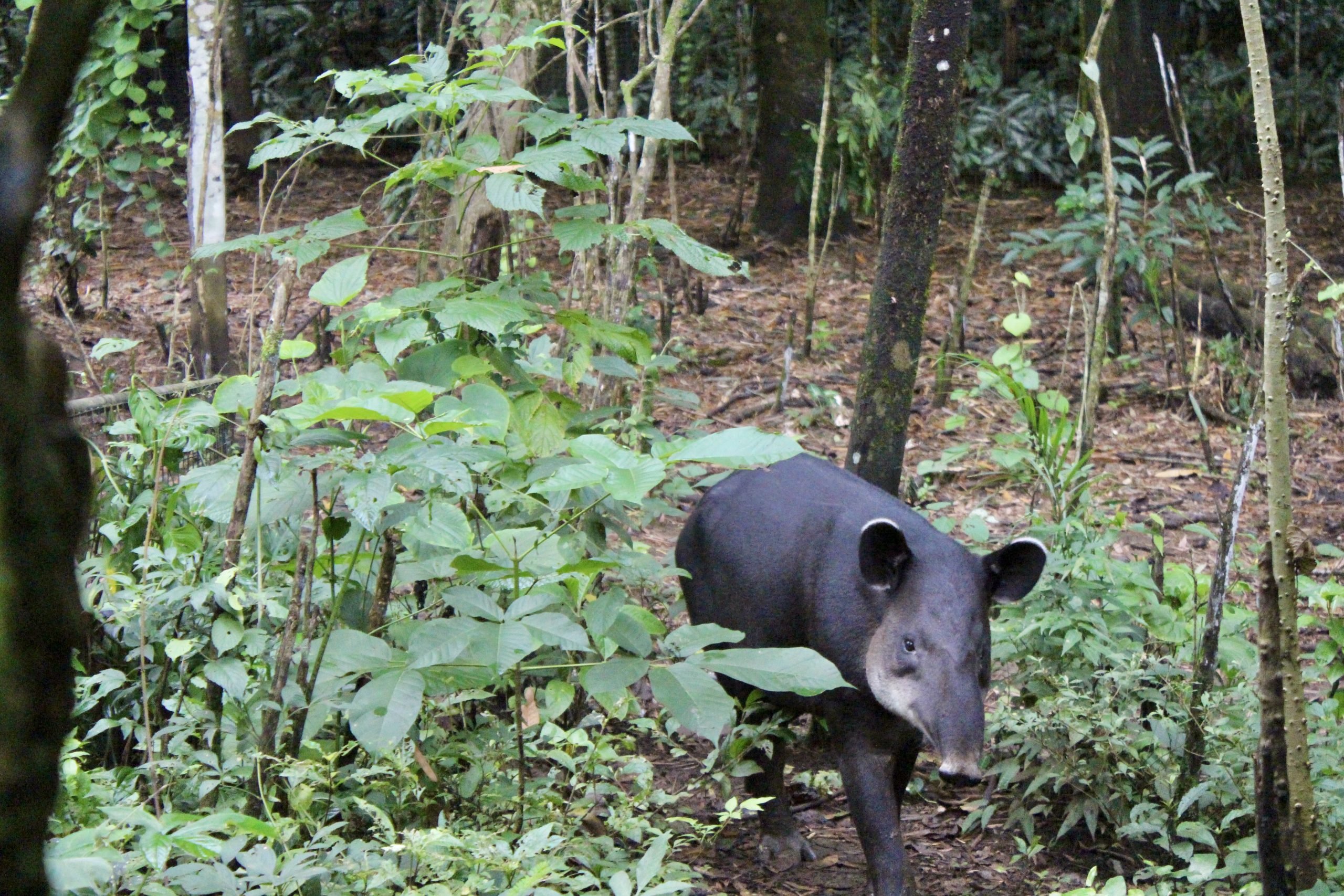 tapir costa rica