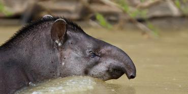 Wildlife in South America