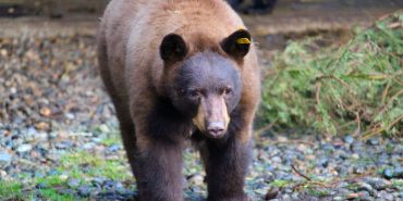 About Langley, Canada