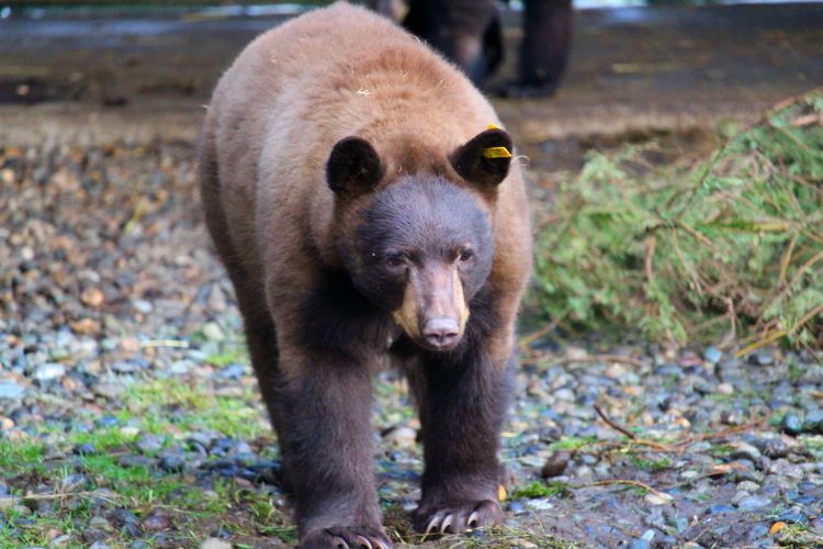 Teller the bear, Canada