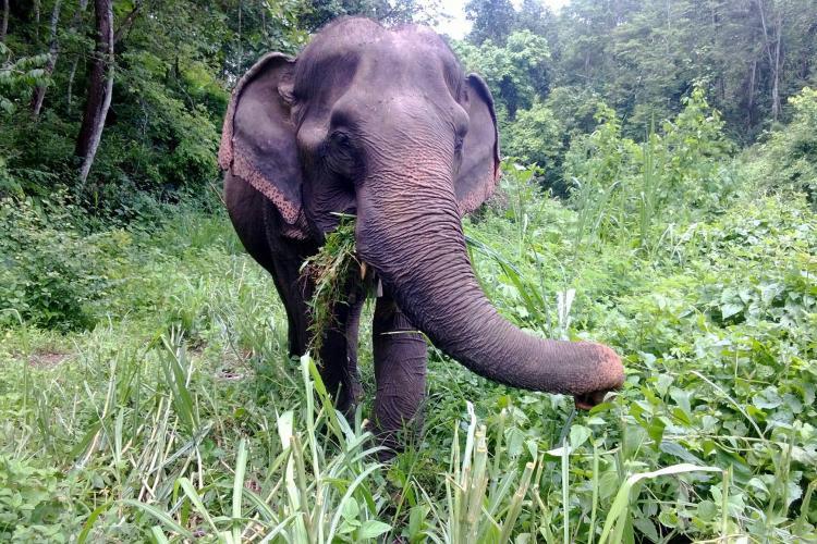 Elephant volunteer project, elephant eating grass in Thailand
