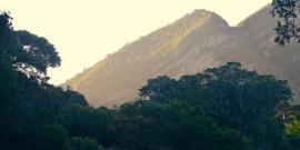 The forest of Natures Valley