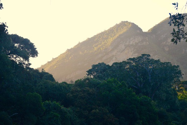 The forest of Natures Valley