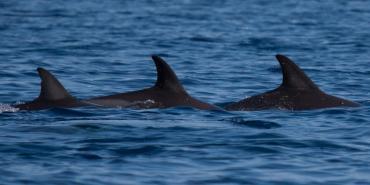 Three dolphins in a row in Greece