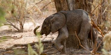 Main Threats facing elephants