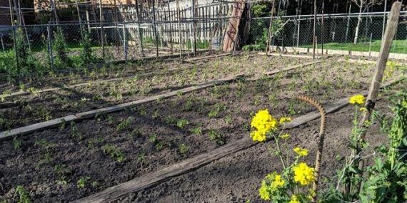 Tomato plants sprouting in Spring