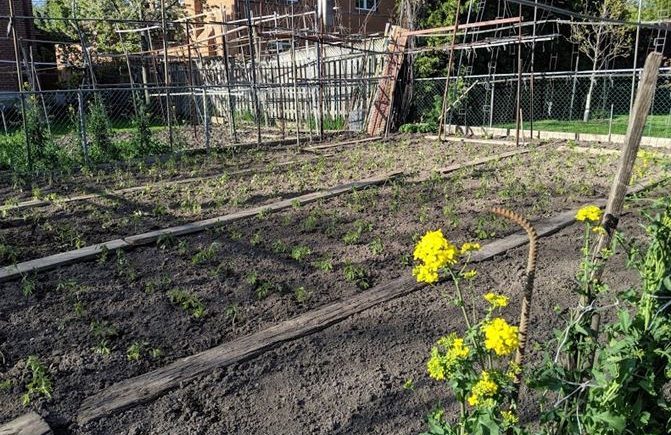 Tomato plants sprouting in Spring