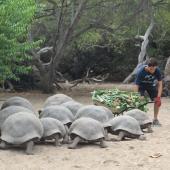 Giant Tortoise Conservation Volunteer, Galapagos