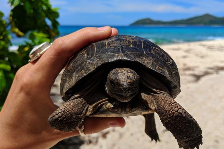 tortoise cousin island