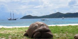 Tortoise on Seychelles beach