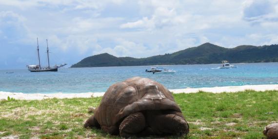 Tortoise on Seychelles beach