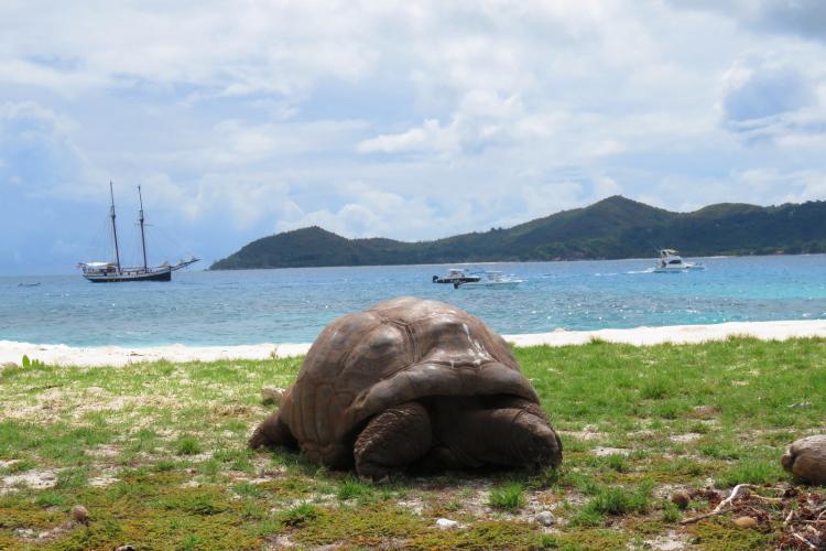 Tortoise on Seychelles beach