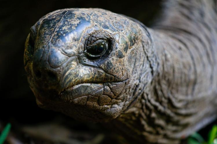 Wildlife conservation in Mauritius Giant Tortoise
