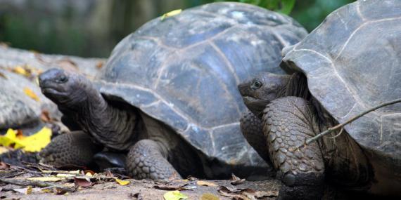 Tortoises together on island