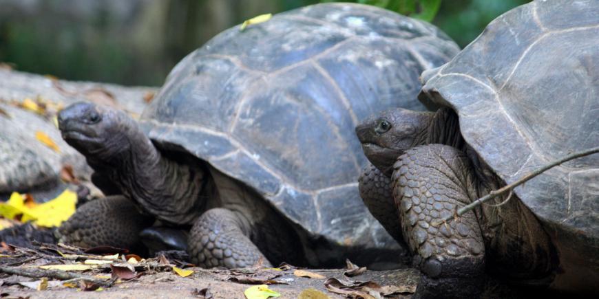 Tortoises together on island