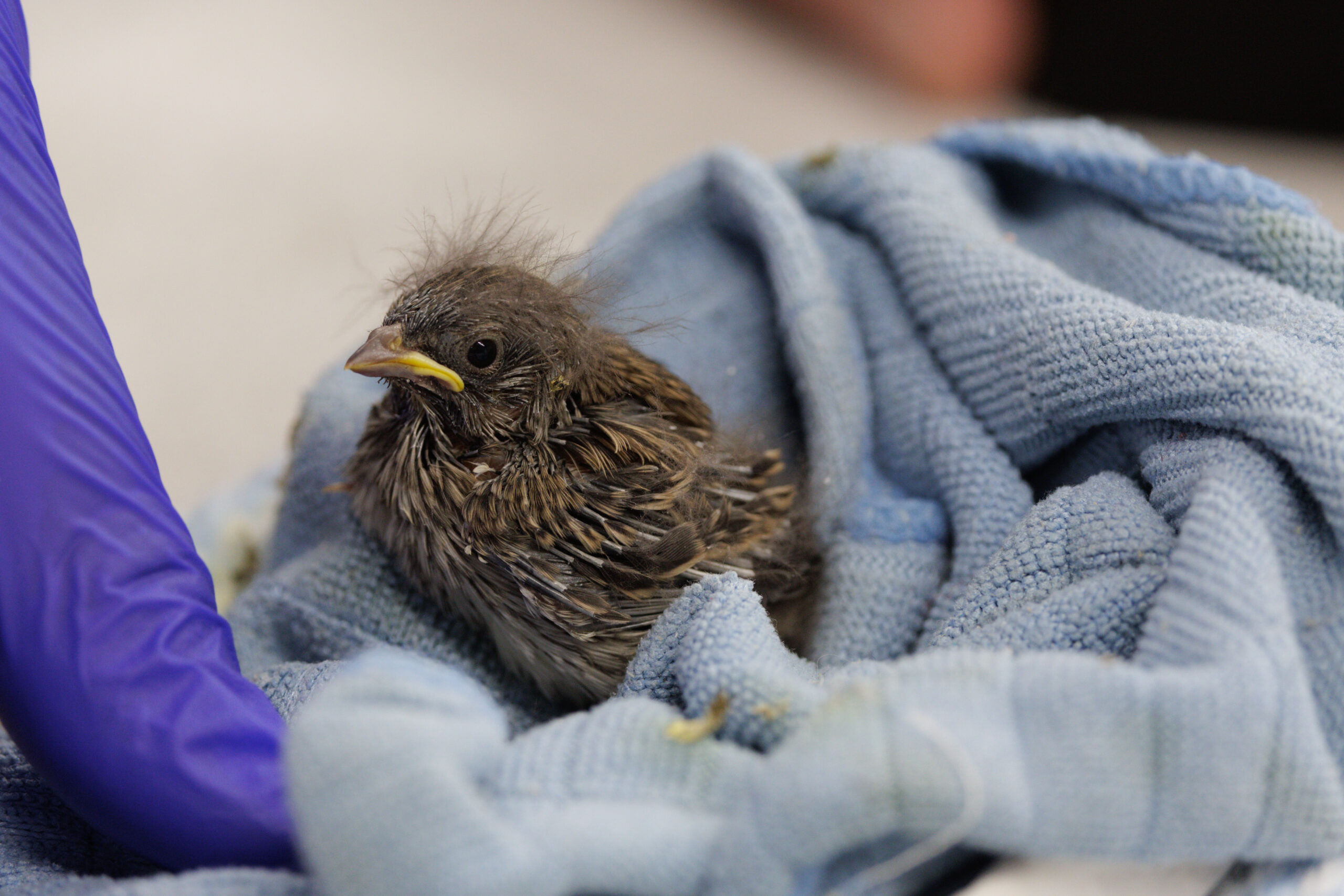 baby bird rehabilitation