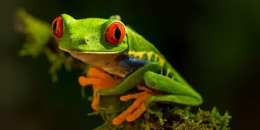 Wildlife Conservation