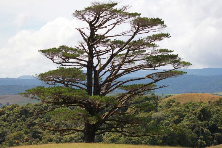 Native tree in New Zealand forest