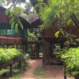 Tree planting nursery