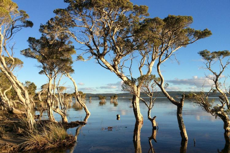 Trees in swamp in Australia
