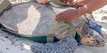 Sea turtle on the beach in Watamu