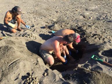 Volunteers digging turtle nests