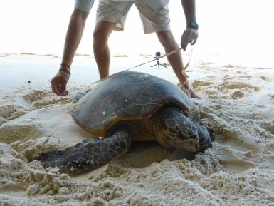 Turtle Monitoring Seychelles