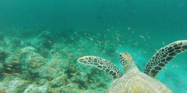 Turtle swimming underwater in Maldives
