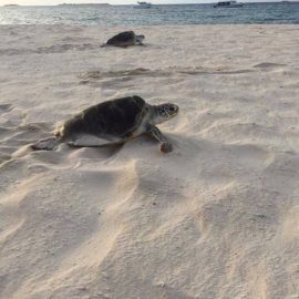 Sea turtle on the beach in Maldives