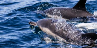 Two dolphins swimming