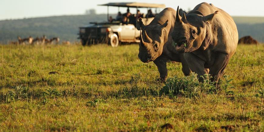 Two rhinos stand infront of volunteers in foreground
