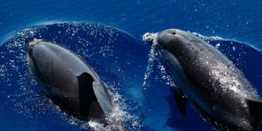 Conservation Threats