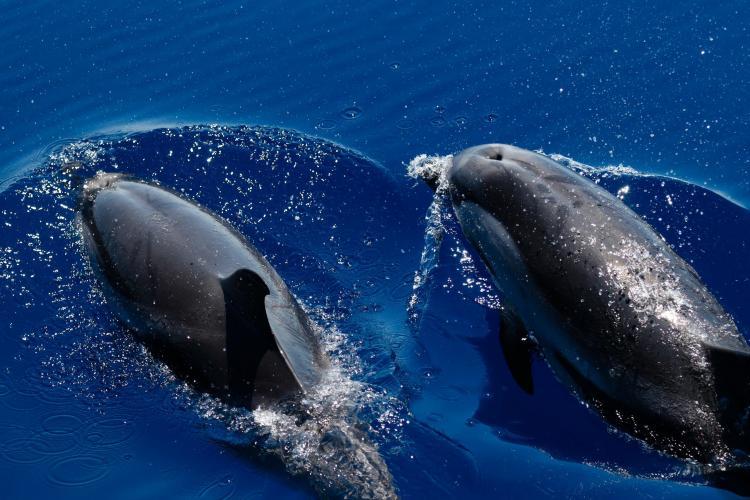 Two striped dolphins breaking through the water in Italy
