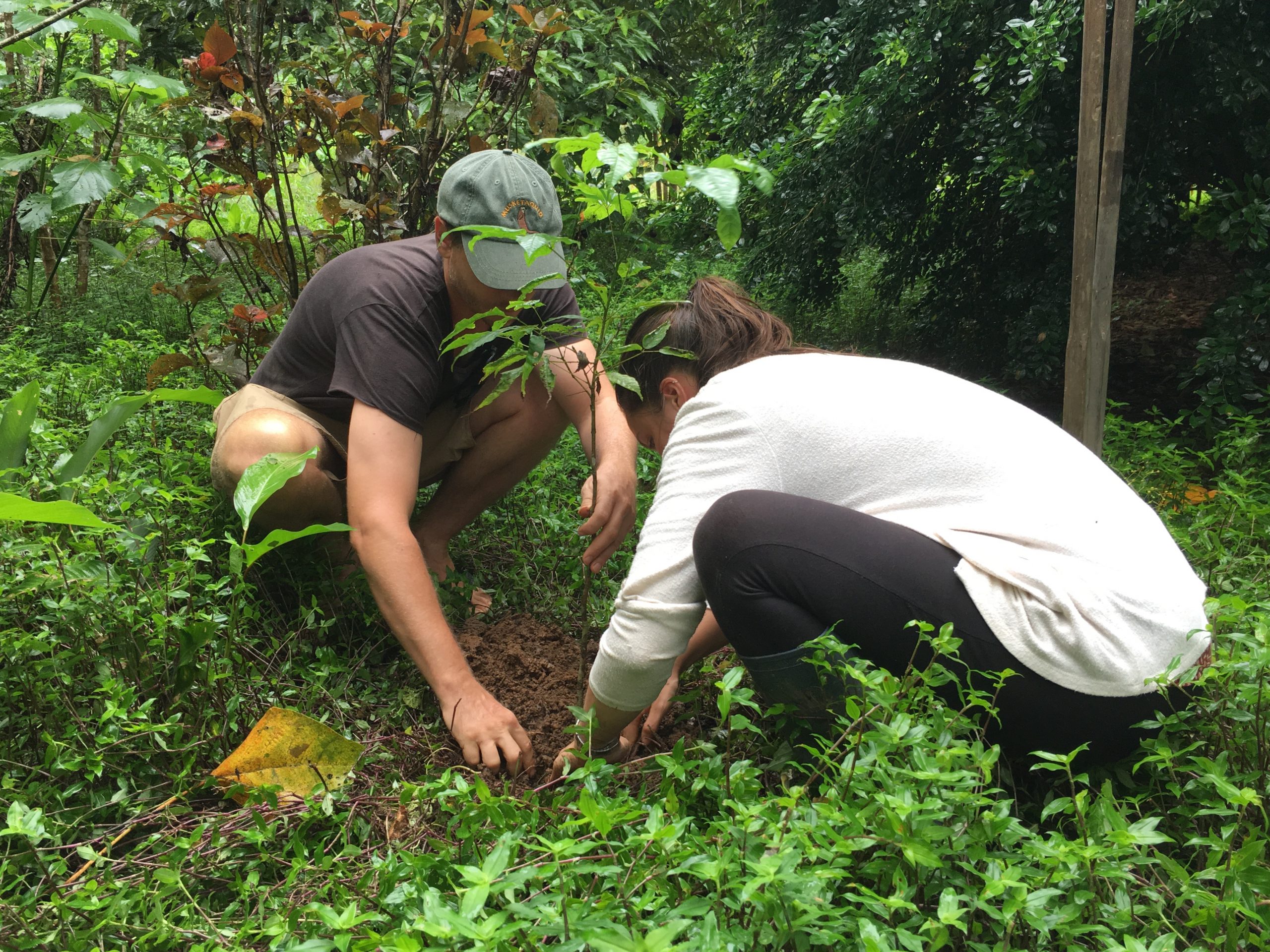 Tree reforestation volunteer work Peru