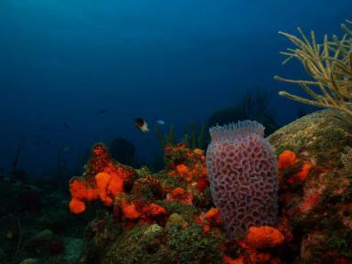 Coral in St Eustatius