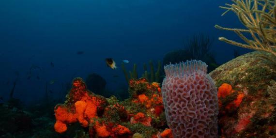 Coral in St Eustatius