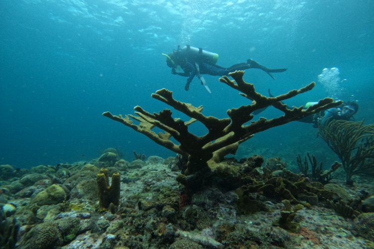 Volunteer diving amongst the reefs