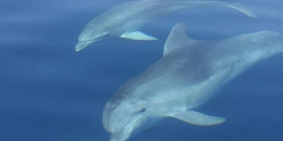 Dolphins swimming under the boat