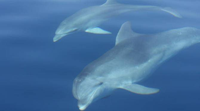 Dolphins swimming under the boat