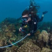 Coral Reef Conservation & Diving Project, Thailand