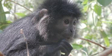 Main Conservation Threats