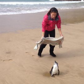 Catching penguin in South Africa