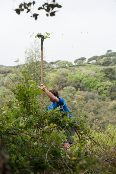 Volunteer clearing vegetation in Portugal