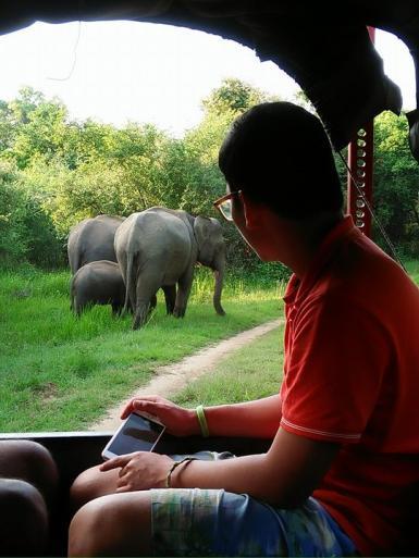 Volunteer elephant observation